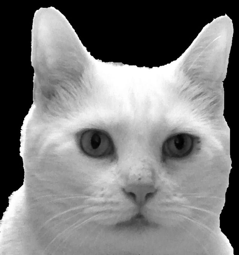 Illustration for article titled Weekly/Bi-Monthly Post: LINK THE CAT WANTS YOUR ART