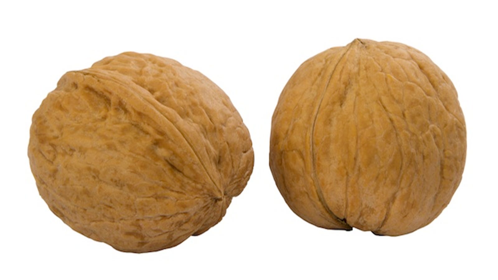 stress ball that looks like testicles