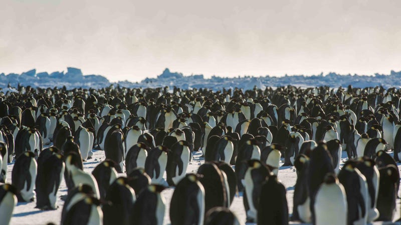 Emperor penguins near the Halley VI Research Station in Antarctica.