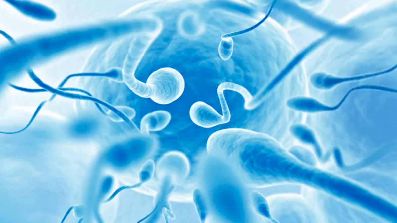 Sperm Counts Have Plummeted Among Western Men Scientists Confirm 