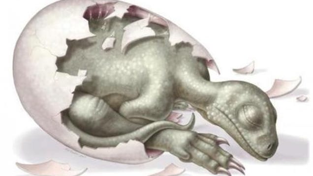preserved dinosaur egg