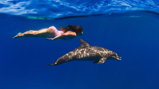 How would a dolphin and a human swimmer compare in a race?
