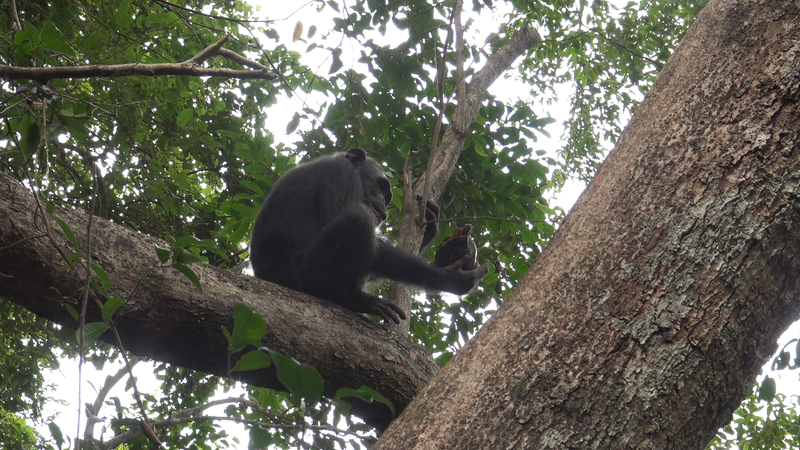 How Does a Chimpanzee Eat a Tortoise? By Smashing It Like a Coconut