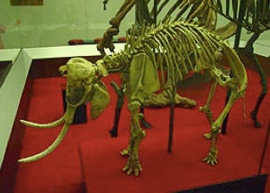 Illustration for article titled Crete was once swarming with tiny mammoths