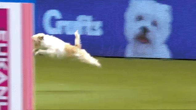 Very Good Dog Is Very Bad At Agility Course