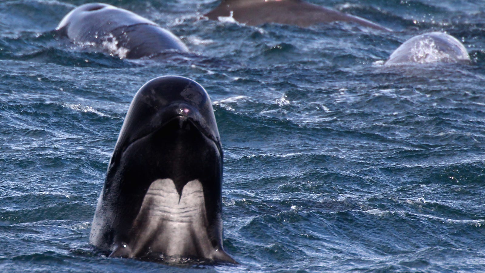 パイロットクジラは 胃の中に17ポンドのビニール袋を見つけた後 タイで死亡する パイロットクジラは 胃の中に17ポンドのビニール袋を見つけた後 タイで死亡する