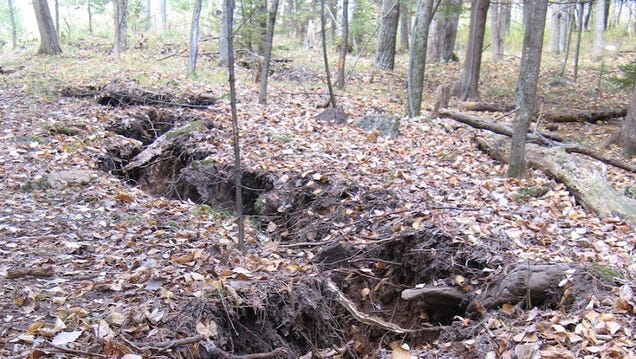 photo of We Finally Know What Caused This Mysterious Crack in a Michigan Forest image