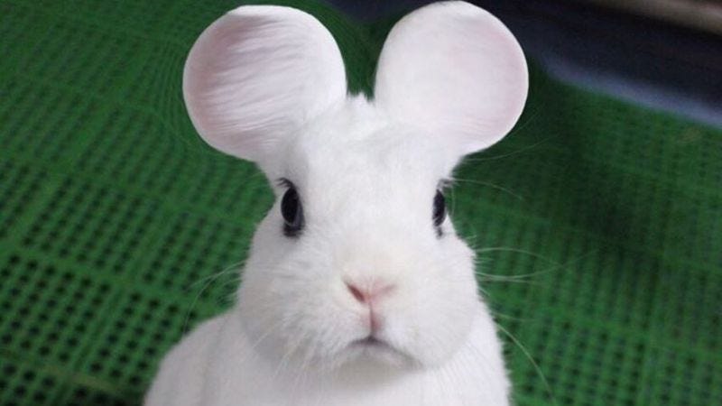 A rabbit with rounded ears. (Screenshot: YouTube)