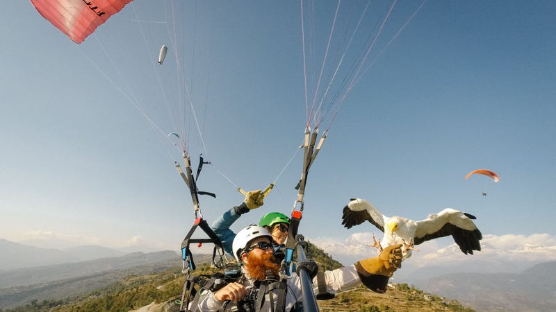 Illustration for article titled Parahawking: An Actual Sport That Mixes Paragliding And GIANT BIRDS