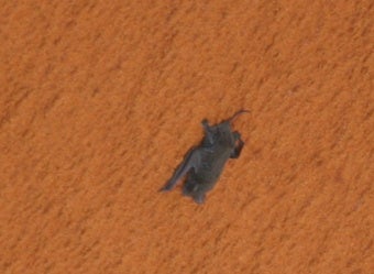 Illustration for article titled Bat Hangs On For Dear Life During Space Shuttle Discovery Launch