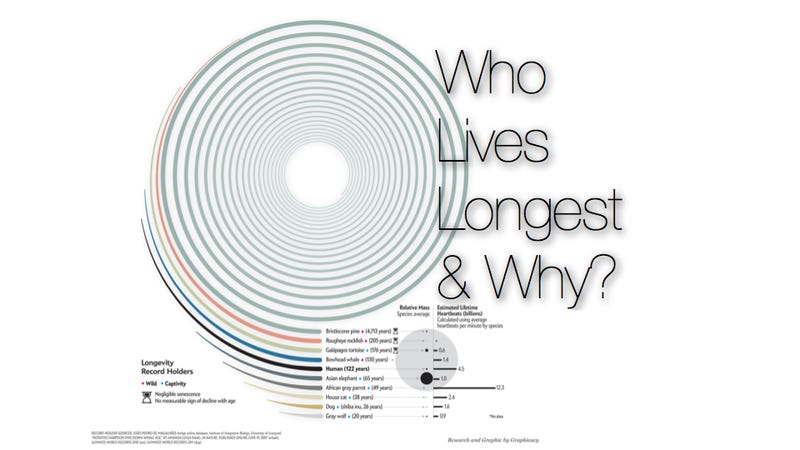 Illustration for article titled What is the secret to a long life?