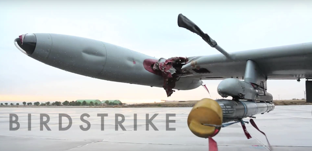 photo of Bird Strikes Are Scary For Even the Strongest Planes image