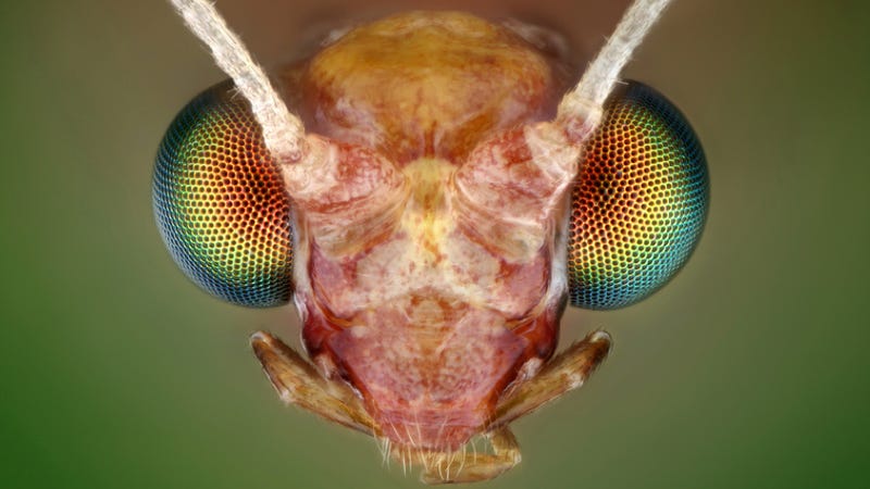Illustration for article titled Some of the Most Gorgeous Macrophotography We've Seen in Ages