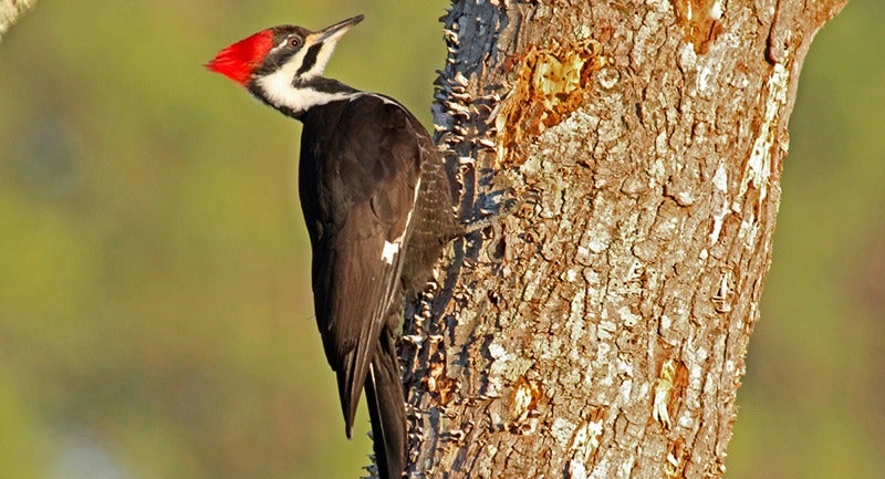 New Video Series Explains Why Woodpeckers Are Built To Peck