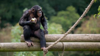 Illustration for article titled Chimps make noises to stop the spread of ignorance