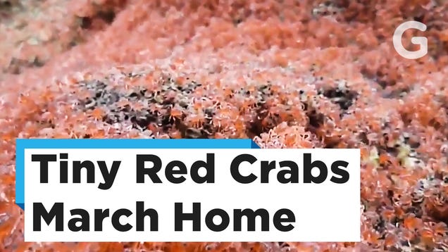 photo of Millions of Migrating Baby Crabs Are an Absolutely Bonkers Sight to Behold image