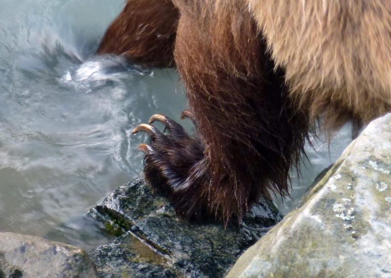 Illustration for article titled Grizzly Bear Dips Toes in Water, Provides Reminder of Human Frailty