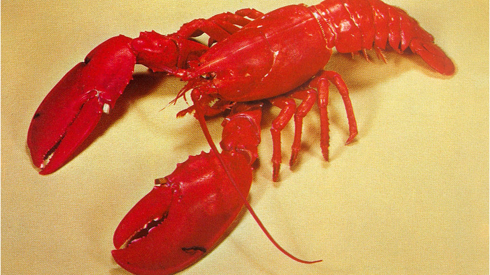 The Tsa Messed With The Wrong 20 Pound Lobster And Its Owner Is Pissed