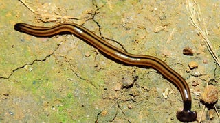 France is Being Invaded By Giant Killer Worms