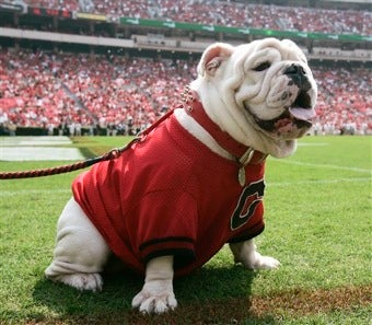 Illustration for article titled PETA Asks School To Replace Mascot • Lawyer Denounces Knox As She-Devil