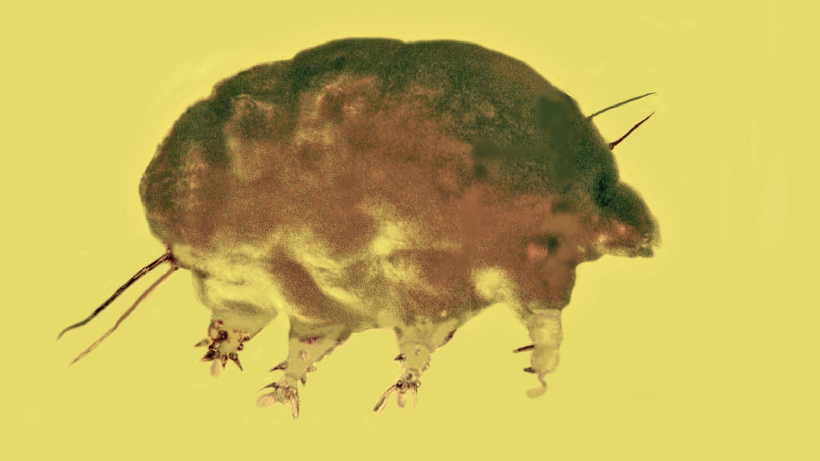 You’ve Heard of Water Bears, but How About These Ancient Mold Pigs?