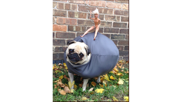 Pug Dressed As Wrecking Ball Wins $25,000 In Petco Costume Contest ...