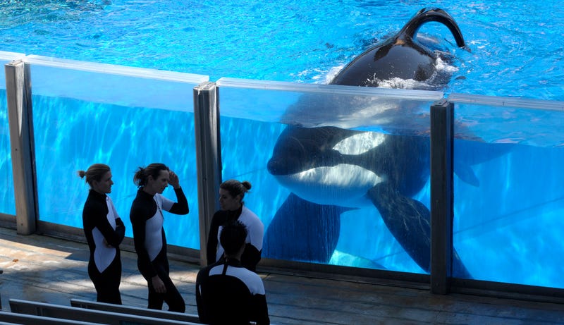 Resultado de imagen para las ballenas orcas