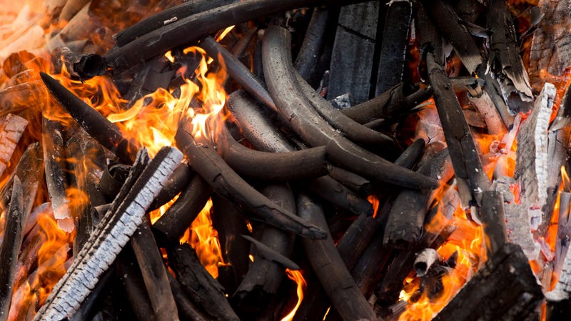 A stockpile of elephant ivory being burned in Cameroon.