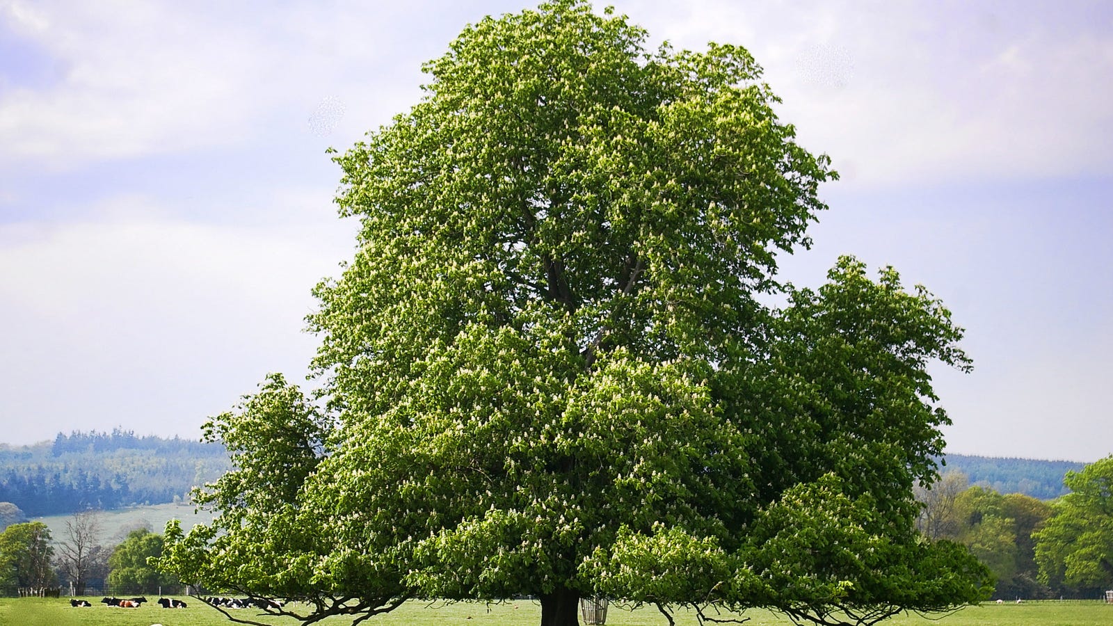 More Than Half of European Trees Found Only in Europe Face Extinction