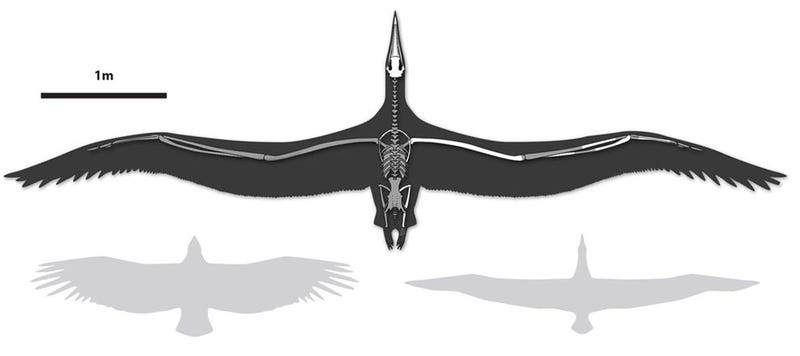 Illustration for article titled El ave más grande de la historia fue tan grande como un avión