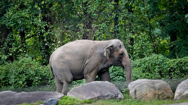 photo of Animal Welfare Lawyers Say New York's 'Loneliest Elephant' Is a Person image