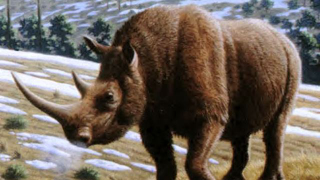 prehistoric rhinoceros fossil
