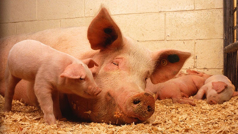 Illustration for article titled DIE, PIGs, DIE: Bad Initials Can't Kill You After All