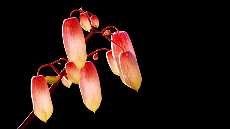 Illustration for article titled Scientists Invent Grow-in-the-Dark Plants
