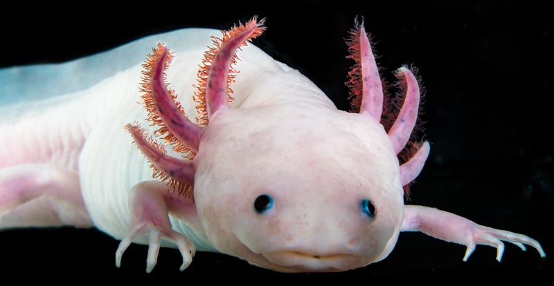 Axolotls are aquatic salamanders with extraordinary regenerative abilities.