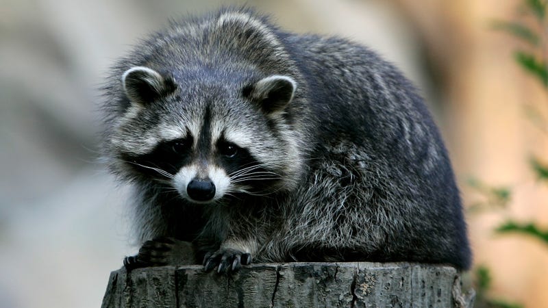 Rabid raccoon attacks female jogger, who finds a resourceful solution Rabid raccoon attacks female jogger, who finds a resourceful solution