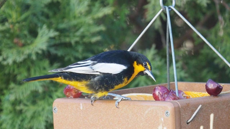 A Single Bird Caused a $220,000 Boost to the US Economy