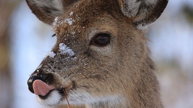 Field Cameras Catch Deer Eating Birdsâ€”Wait, Why Do Deer Eat Birds?