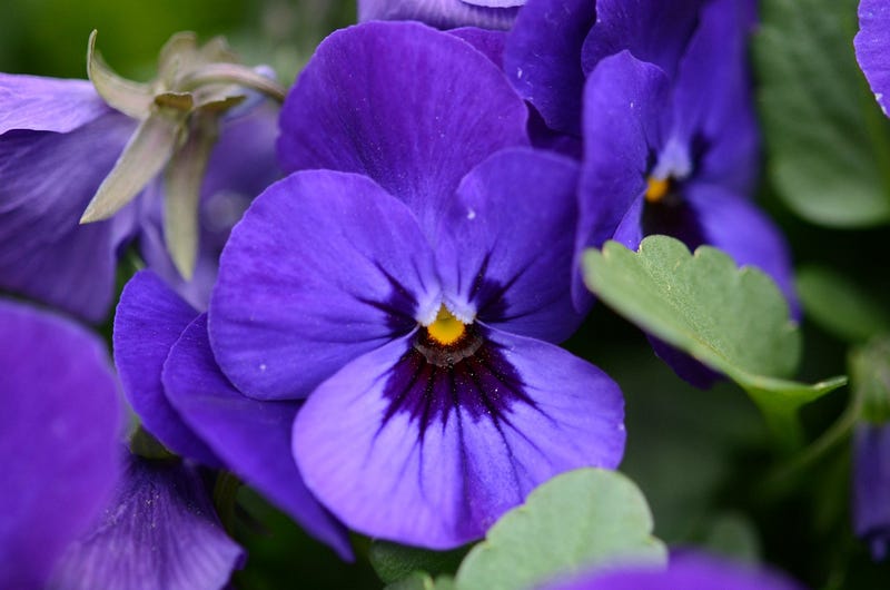 How Violets Steal Your Sense Of Smell