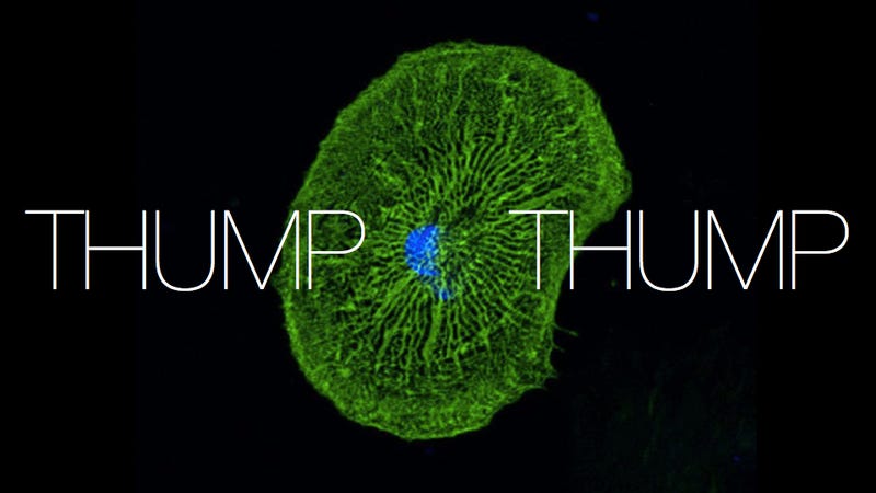 Illustration for article titled Researchers turn skin cells into healthy, beating heart tissue