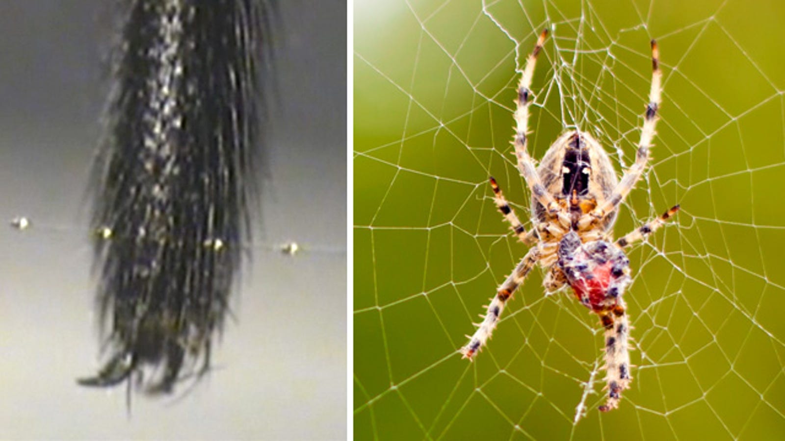 why-spiders-don-t-stick-to-their-own-webs