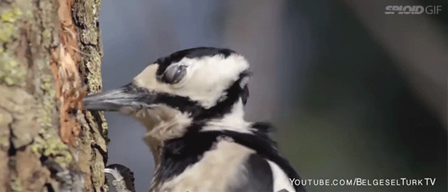 Watch a woodpecker bang its beak and head against a tree in slow motion
