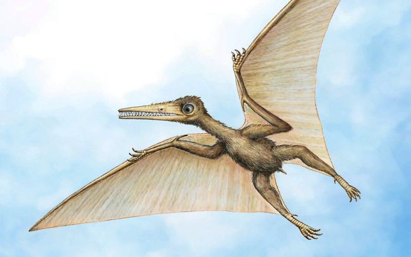 tiny pterodactyl