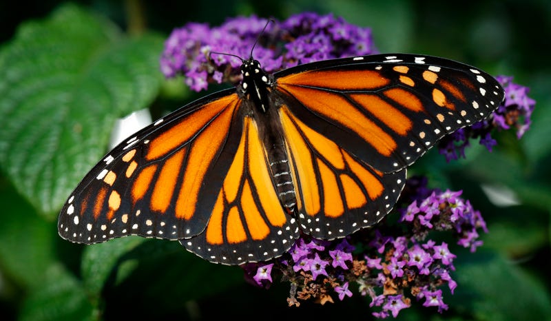 Image result for butterfly