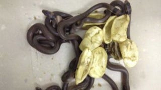 Illustration for article titled Child hides eggs in wardrobe. Eggs hatch deadly, venomous snakes. Because Australia.