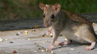 Illustration for article titled Four separate species of rats evolved to mooch off humans
