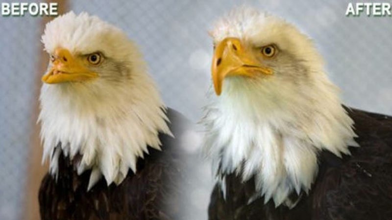 Illustration for article titled The most badass thing you'll see today: a bald eagle with 3D-printed beak