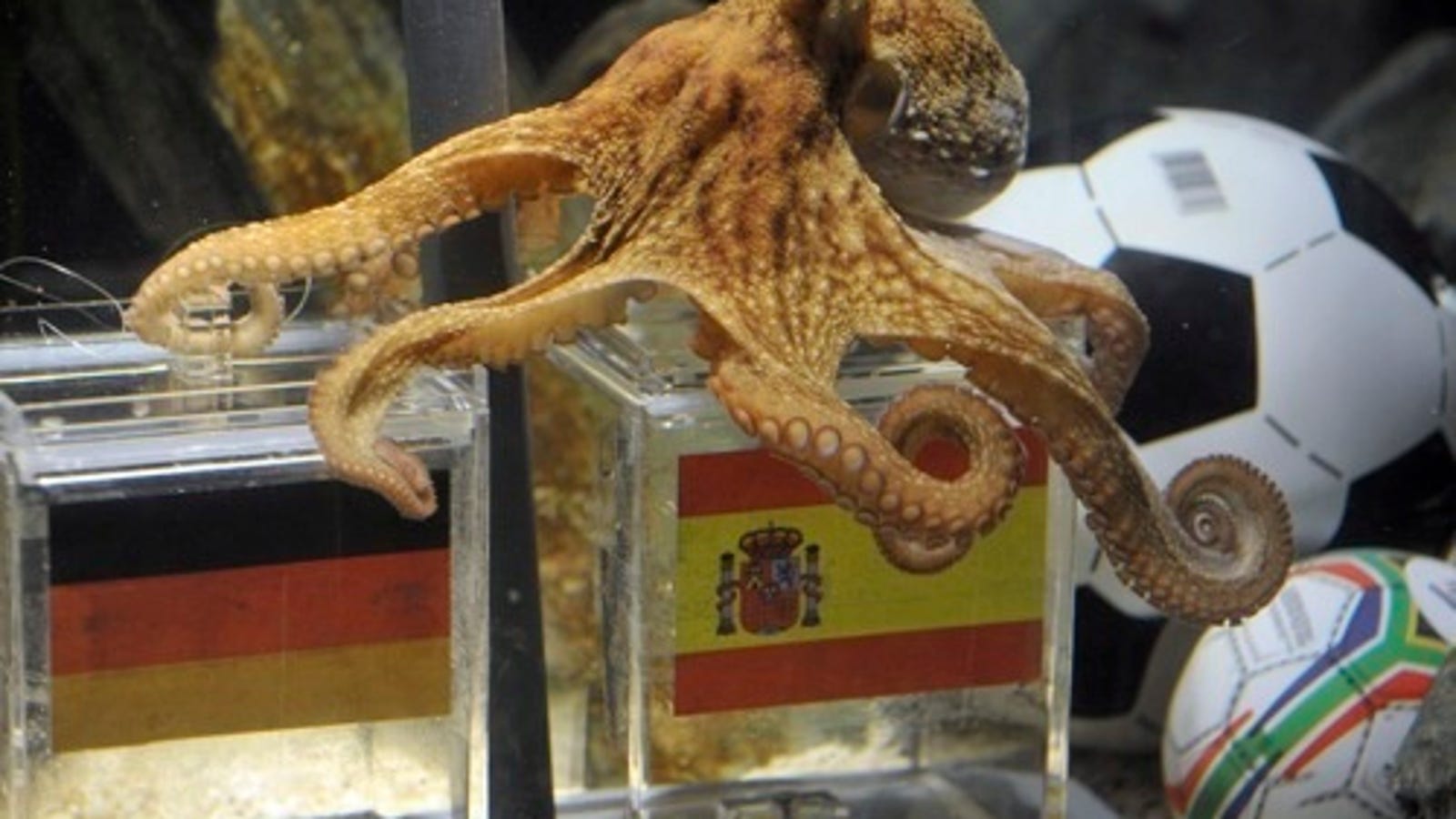 World CupPredicting Octopus Is Right, And German Fans Want Him Dead