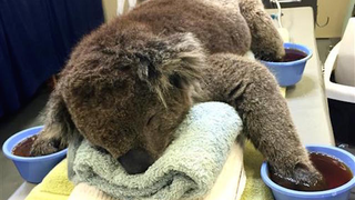 Illustration for article titled A Koala Soaks His Paws After Being Rescued From A Bush Fire