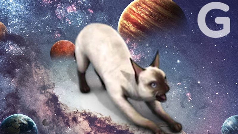 The History of Cats in Spaceflight